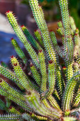 Close-up of cactus grown outdoors