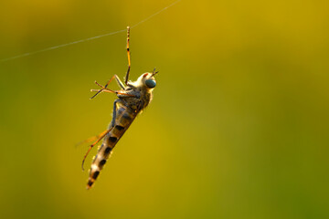 Macro photo bug © Tomasz