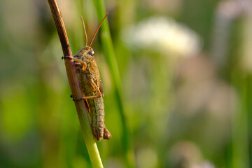 Macro photo bug © Tomasz