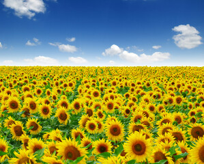 Fototapeta premium field of blooming sunflowers