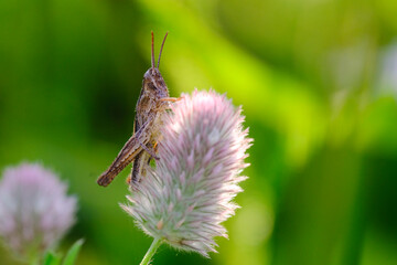 Macro photo bug © Tomasz