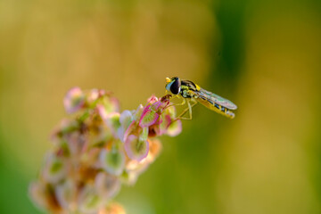 Macro photo bug © Tomasz
