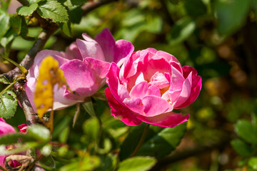 Close-up of a blooming pink rose in the park