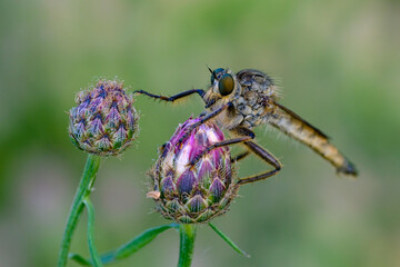 Macro photo bug © Tomasz
