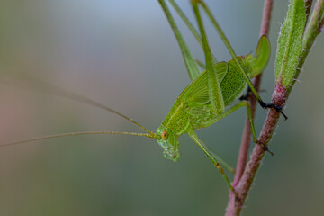 Macro photo bug © Tomasz