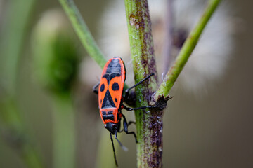 Macro photo bug © Tomasz