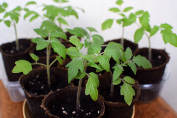 Tomato seedlings grow in a pot at home. Small seedlings on a light background grow in peat pots for...