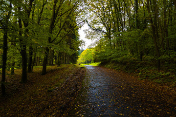Forest at autumn. Wet road and fallen leaves in the forest.