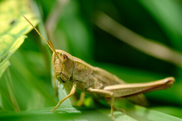 Macro photo bug © Tomasz
