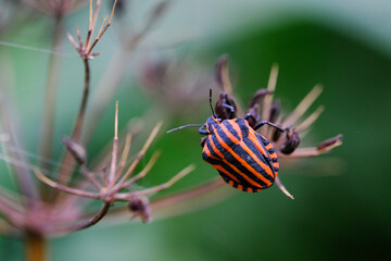 Macro photo bug © Tomasz