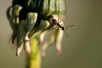 Macro photo bug © Tomasz