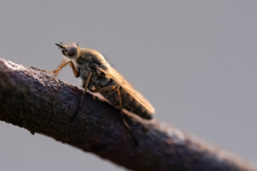 Macro photo bug © Tomasz