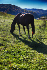Horses grazing  outdoor on meadow