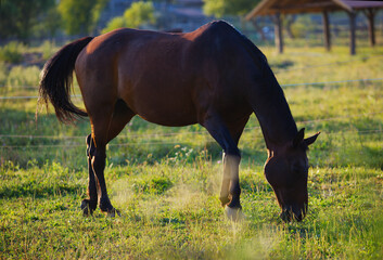 Horses grazing  outdoor on meadow