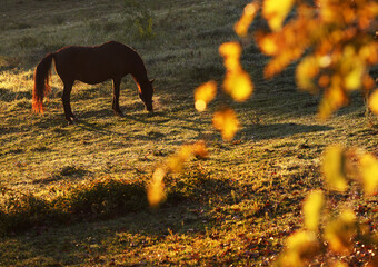 Horses grazing  outdoor on meadow