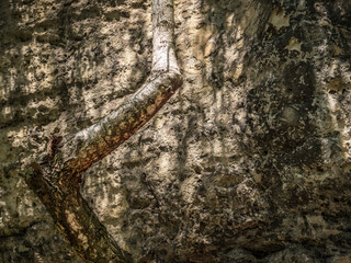 Polenztal in der Sächsischen Schweiz - Baumstamm einer Birke