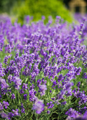 Fototapeta premium Beauty lavender flowers in garden