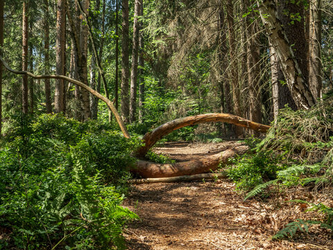Brandstra&szlig;e in der S&auml;chsischen Schweiz - Waldweg