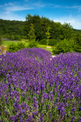 Beauty lavender flowers in garden