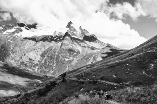 Grazing cows at alpine pasture. Aiguille des Glaciers, mountain in Mont Blanc massif, at background. French Alps in summer. Organic agriculture. Savoie, France. Black white historic photo