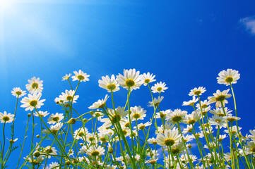 Field of daisies