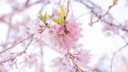 薄桃色の八重桜