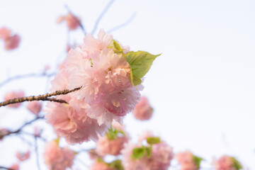 薄桃色の八重桜