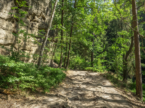 Halbenweg in der S&auml;chsischen Schweiz - Waldweg