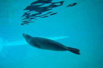 Cute seal swim in zoo aquarium