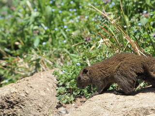 可愛らしいタイワンリス