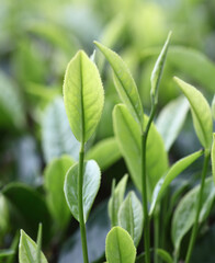 Fototapeta na wymiar tea tree plantation,leaf close-up 