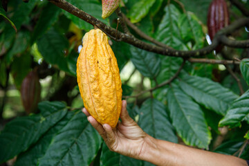 A Caribbean woman holds a ripe cocoa fruit in her hand. Natural cocoa of excellent quality from the...