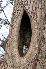 Hollow in the trunk of an old tree