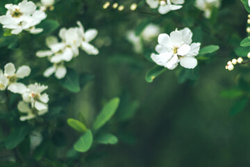 Bright flowering apple tree branch with lot of white flowers on blurred dark deep green background with leaves bokeh. Trendy moody floral nature spring blossom design, copy space for text overlay. 