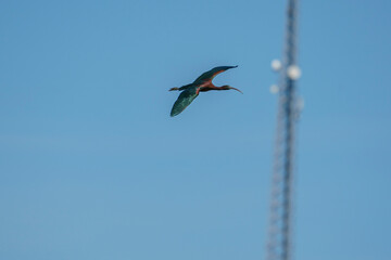 Glossy Ibis in Flight against Blue Sky.