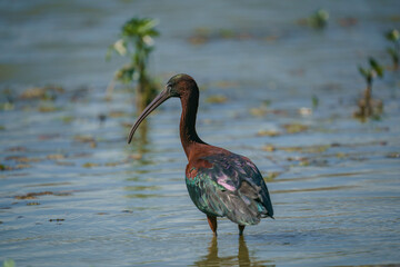 Glossy Ibis (Plegadis falcinellus) Searching for food in a marsh.