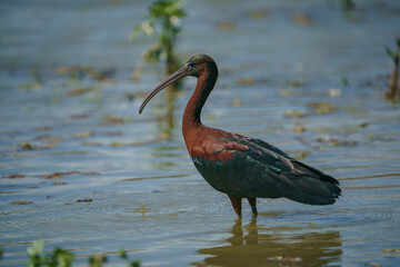 Glossy Ibis (Plegadis falcinellus) Searching for food in a marsh.