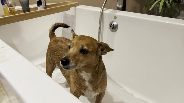 dog violently shaking after bath, cute brown Jack Russel shaking herself off after a wet and cold bath