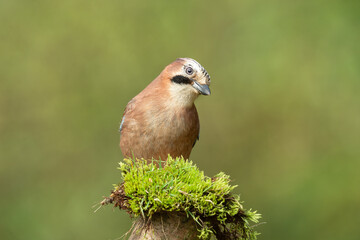 Close up of Eurasian Jay in Springtime.  Scientific name: Garrulus Glandarius.  Colourful Jay facing forward with quizzical face and perched on green moss.  Clean background.  Copy space.  Horizontal.
