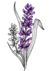 Vector illustration graphic linear branch of lavender flowers and leaves in engraving style