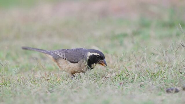 Tiny little golden-billed saltator, saltator aurantiirostris grey feathered bird with black and white strips along its head, pecking on pebbles and bugs on grassy ground and fly away.