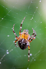 Macro photo of spider