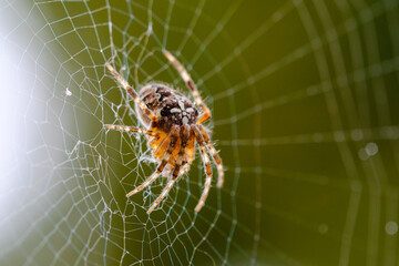 Macro photo of spider