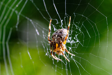 Macro photo of spider