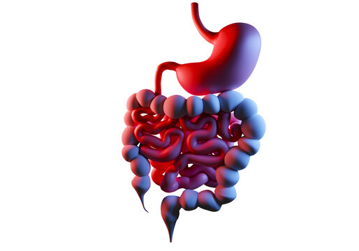 Gastrointestinal tract. Health digestive system.Human stomach and intestines. Three-dimensional stomach. Human digestive system is isolated. Large and small intestine on white. 3d image.