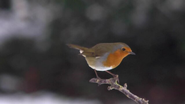 A robin flies from a twig, slow motion