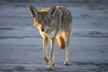 coyote in baja california beach at sunset - obrazy, fototapety, plakaty