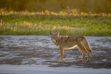 coyote in baja california beach at sunset - obrazy, fototapety, plakaty