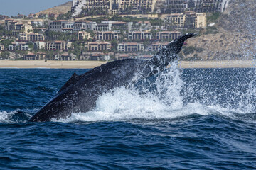 humpback whale slapping tail in cabo san lucas