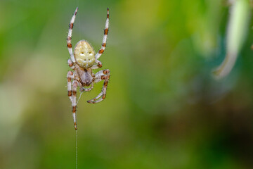 Macro photo of spider
